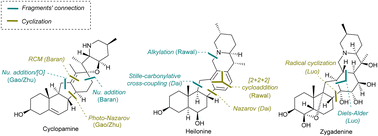 Graphical abstract: Strategic convergent synthesis en route to Veratrum steroidal alkaloids