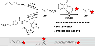 Graphical abstract: Site-specific DNA post-synthetic modification via fast photocatalytic allylation