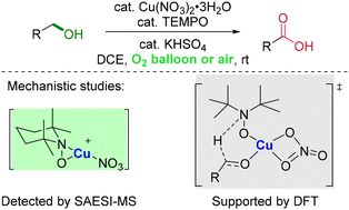 Graphical abstract: Mechanistic studies on Cu(NO3)2/TEMPO-catalyzed aerobic oxidation of alcohols to carboxylic acids