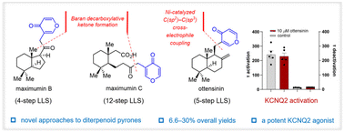 Graphical abstract: Concise syntheses of (+)-maximumins B and C and (+)-ottensinin
