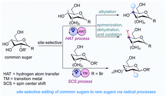 Graphical abstract: Site-selective editing of carbohydrate scaffolds to access rare sugars enabled by photoinduced radical processes