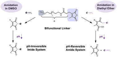 Graphical abstract: Restoring the pH-responsiveness for amine-conjugated 2-propionic-3-methylmaleic anhydride linkers