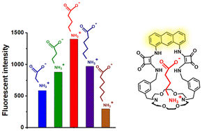 Graphical abstract: Zwitterion detection with a fluorescent squaramide cryptand: a study on size-dependent salt recognition and sensing