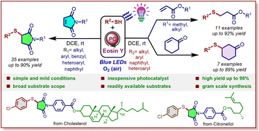 Graphical abstract: Sulfenylation of bioactive maleimides, acrylates and cyclohexenones under ambient organophotocatalysis