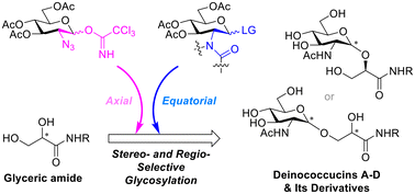 Graphical abstract: Total synthesis of deinococcucins A–D and their isomeric derivatives via stereo- and regio-selective glycosylation: the discovery of a novel anti-angiogenic agent