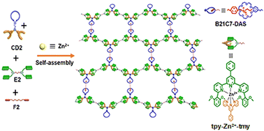 Graphical abstract: Hierarchical supramolecular assembly based on metal coordination of asymmetric ligand pairs and host–guest recognition