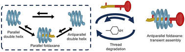 Graphical abstract: Dissipative formation of a transient foldaxane with a fuel-like thread