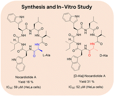 Graphical abstract: Synthesis and anticancer evaluation of [d-Ala]-nocardiotide A