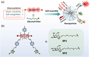 Graphical abstract: Galactosyl BODIPY-based nanoparticles as a type-I photosensitizer for HepG2 cell targeted photodynamic therapy