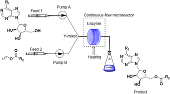 Graphical abstract: Continuous flow biocatalysis: synthesis of purine nucleoside esters catalyzed by lipase TL IM from Thermomyces lanuginosus