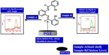 Graphical abstract: Electrochemical sensing of Hg(ii) in chicken liver and snail shell extract samples using novel modified SDA/MWCNT electrodes