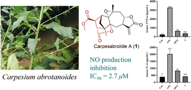 Graphical abstract: Carpesabrolide A, a novel meroterpenoid with anti-inflammatory activity from Carpesium abrotanoides