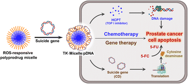 Graphical abstract: ROS-responsive polyprodrug micelles carrying suicide genes in combination with chemotherapy and gene therapy for prostate cancer treatment