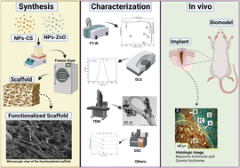Graphical abstract: Biological activity of lyophilized chitosan scaffolds with inclusion of chitosan and zinc oxide nanoparticles