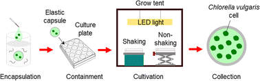 Graphical abstract: Calcium alginate elastic capsules for microalgal cultivation