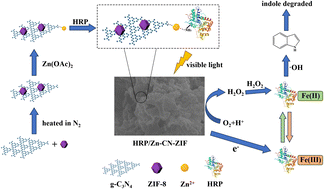 Graphical abstract: Visible-light-driven photo-peroxidase catalysis: high-efficiency degradation of indole in water