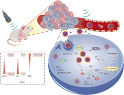 Graphical abstract: Tumor microenvironment-regulated drug delivery system combined with sonodynamic therapy for the synergistic treatment of breast cancer