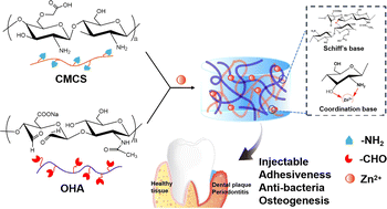 Graphical abstract: Preparation of an injectable zinc-containing hydrogel with double dynamic bond and its potential application in the treatment of periodontitis