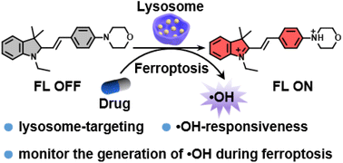 Graphical abstract: Rational design of a lysosome-targeted fluorescent probe for monitoring the generation of hydroxyl radicals in ferroptosis pathways