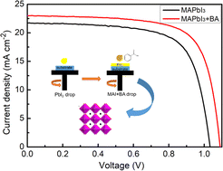 Graphical abstract: Benzoic acid inhibits intrinsic ion migration for efficient and stable perovskite solar cells