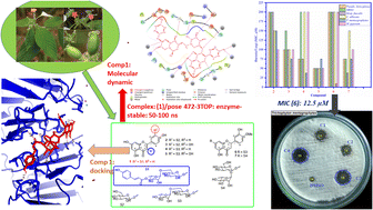 Graphical abstract: Antimicrobial and alpha-glucosidase inhibitory flavonoid glycosides from the plant Mussaenda recurvata: in vitro and in silico approaches