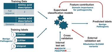 Graphical abstract: ProteoMutaMetrics: machine learning approaches for solute carrier family 6 mutation pathogenicity prediction