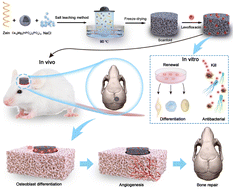 Graphical abstract: Enhanced bone regeneration by osteoinductive and angiogenic zein/whitlockite composite scaffolds loaded with levofloxacin