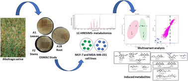 Graphical abstract: Metabolomic profiling of Medicago sativa-derived fungal endophytes and evaluation of their biological activities