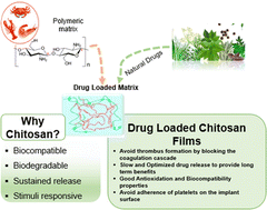 Graphical abstract: Bioinspired chitosan based functionalization of biomedical implant surfaces for enhanced hemocompatibility, antioxidation and anticoagulation potential: an in silico and in vitro study