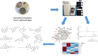 Graphical abstract: Comparative metabolomics study on the secondary metabolites of the red alga, Corallina officinalis and its associated endosymbiotic fungi