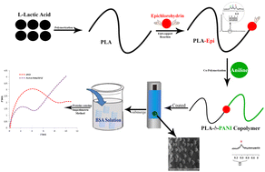 Graphical abstract: Synthesis and characterization of a nanostructure conductive copolymer based on polyaniline and polylactic acid as an effective substrate in proteins impedimetric biosensing