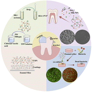 Graphical abstract: CHN nanocomposites and nanocoating resist enamel white spot lesions by enhancing remineralization and antibacterial activity
