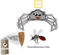 Graphical abstract: Synthesis, characterization, and biomedical evaluation of ethylene-bridged tetra-NHC Pd(ii), Pt(ii) and Au(iii) complexes, with apoptosis-inducing properties in cisplatin-resistant neuroblastoma cells