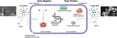 Graphical abstract: Antibacterial efficacy of copper-based metal–organic frameworks against Escherichia coli and Lactobacillus