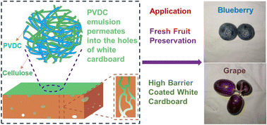 Graphical abstract: Development of high barrier-coated white cardboard for fruit preservation