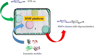 Graphical abstract: Automated chemoenzymatic modular synthesis of human milk oligosaccharides on a digital microfluidic platform