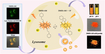 Graphical abstract: Monophenyl luminescent material with dual-state emission and pH sensitivity for cell imaging