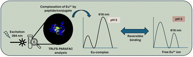 Graphical abstract: Spectroscopic characterization of europium binding to a calmodulin-EF4 hand peptide–polymer conjugate