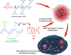 Graphical abstract: Cell-penetrating peptides noncovalently modified red phosphorescent nanoparticles for high-efficiency imaging