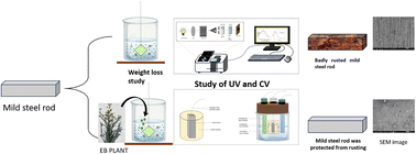 Graphical abstract: An environmentally sustainable approach for the utilization of Erigeron bonariensis as a green inhibitor against weathering steel corrosion in acidic media