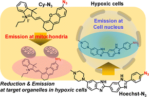 Graphical abstract: Tracking and recording of intracellular oxygen concentration changes in cell organelles: preparation and function of azide-modified fluorescent probes