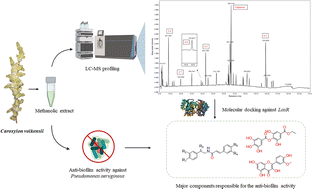 Graphical abstract: Investigation of bioactive components responsible for the antibacterial and anti-biofilm activities of Caroxylon volkensii by LC-QTOF-MS/MS analysis and molecular docking