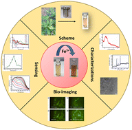 Graphical abstract: Sustainable carbon dots from Borreria hispida: enhanced colorimetric sensing of Fe3+ ions and biological applications in live cell imaging