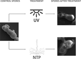 Graphical abstract: Comparative assessment of UV-C radiation and non-thermal plasma for inactivation of foodborne fungal spores suspension in vitro