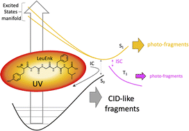 Graphical abstract: Photodissociation of leucine-enkephalin protonated peptide: an experimental and theoretical perspective