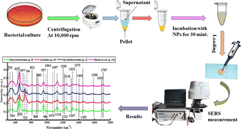 Graphical abstract: Differentiation of different dibenzothiophene (DBT) desulfurizing bacteria via surface-enhanced Raman spectroscopy (SERS)