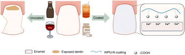 Graphical abstract: A novel nerol-segmented waterborne polyurethane coating for the prevention of dental erosion