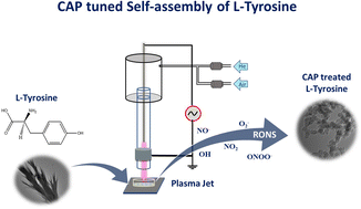 Graphical abstract: Non-thermal plasma modulated l-tyrosine self-assemblies: a potential avenue for fabrication of supramolecular self-assembled biomaterials
