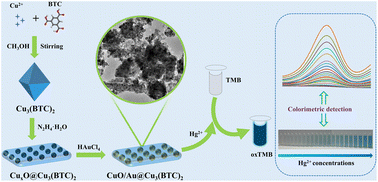 Graphical abstract: Colorimetric detection of Hg2+ based on the enhanced oxidase-mimic activity of CuO/Au@Cu3(BTC)2 triggered by Hg2+