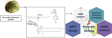 Graphical abstract: Antiviral activity of sulphated specialized metabolites from sea urchin Clypeaster humilis: in vitro and in silico studies